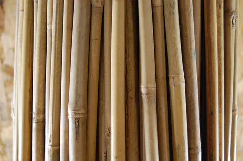 Vista 3 de Grower's Solution Estacas de bambú – Natural – 5 pies de alto x 1/2 pulgadas de profundidad – Cañas de planta – Paquete de 250