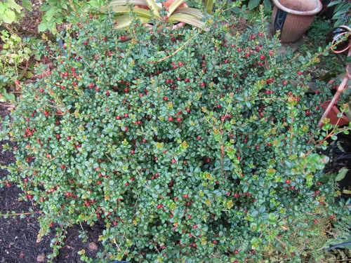Vista 3 de UPC0764425787488 - Semillas de arbusto de fresa chileno (Ugni molinae) de Robsrareandgiantseeds UPC0764425787488 Sin OMG, orgánicas, plantas