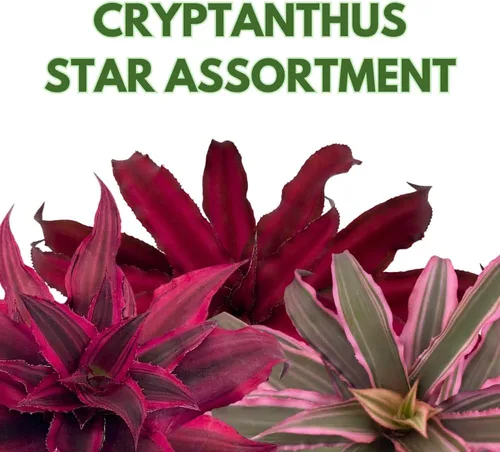 Vista 2 de BubbleBlooms Surtido de Cryptanthus bivittatus, juego de bromelia Earth Star, 3 suculentas diferentes