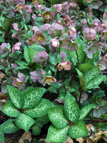 Vista 4 de Perennial Farm Marketplace Helleborus Frostkiss® Molly's White (rosa ententense) - Envase perenne vivo, tamaño #1, flores blancas de invierno a