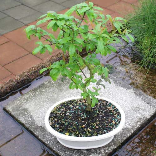 Vista 6 de Árbol bonsai vivo enano de granada de Brussel's Bonsai - Grande, 6 años, 12 a 16 pulgadas de alto - Árbol bonsai vivo para exteriores con maceta