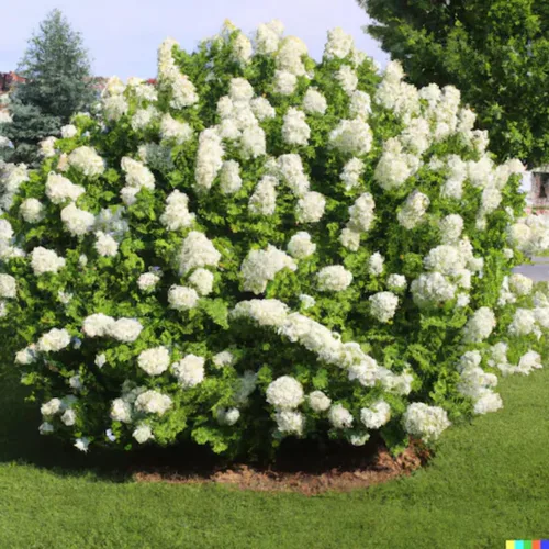 Vista 7 de Plantas de árbol de arbusto de hortensias vivas, 5-9 pulgadas de alto, sin maceta, inactivas en invierno, cambian de color, plantación perenne