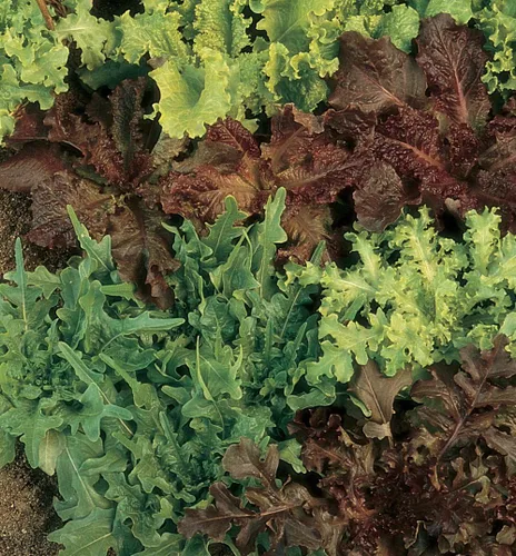 Vista 2 de Burpee Gourmet Blend Semillas de Lechuga 1100 semillas