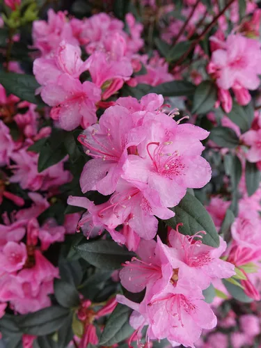 Vista 8 de Rododendro 'Aglo' (Rododendro) Perenne, flores rosas, #2 - Tamaño Contenedor