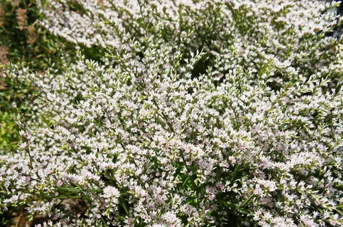 Vista 3 de 30 semillas de flores alemanas Statice White Sea Lavender Goniolimon Tataricum Limonium