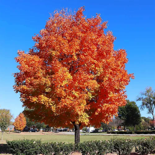 Vista 7 de 50 semillas de árbol de arce de azúcar de hoja caduca Acer Saccharum Rock semillas de arce para jardín al aire libre por QAUZUY GARDEN