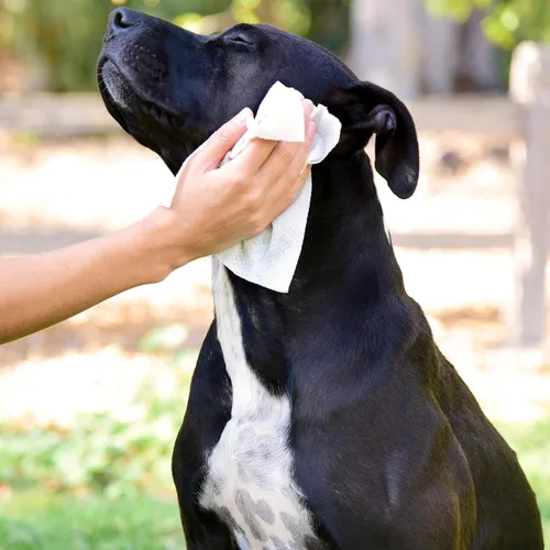 Vista 6 de StripHair Toallitas de bambú de 8 x 8 pulgadas, paquete de tamaño de paño para perros y mascotas, cuidado de la capa de aseo de caballos, multiusos