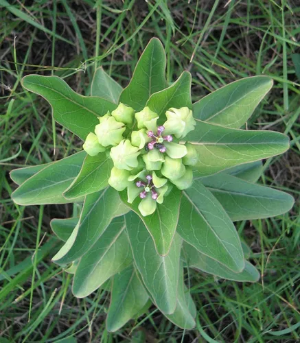 Vista 2 de Semillas nativas de algodoncillo araña para plantar (50 semillas) - Asclepias Viridis - Antelopehorn