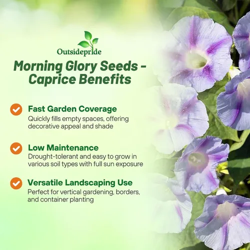 Vista 3 de Outsidepride 250 Semillas Anuales Ipomoea Purpurea Morning Glory Caprice Climbing Vine Flower Seeds para plantar