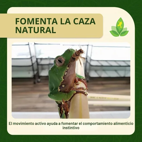 Vista 5 de Josh's Frogs Grillos con bandas de 3/4" (60 unidades)