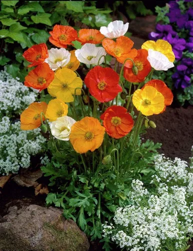 Vista 5 de 1000 Semillas Oriental Amapola Papaver Mezcla Flores Perennes Sin OGM