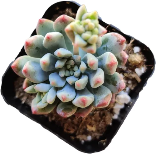 Vista 7 de Plantas de cactus suculentas vivas (maceta de 2 pulgadas Adromischus Maculatus)