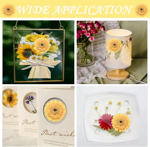 Vista 4 de ALJ Girasoles secos amarillos dorados de gran tamaño para adornos de manualidades, margarita africana prensada real natural para resina, bricolaje
