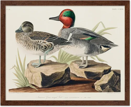 Vista 93 de Poster Master Póster vintage de James Audubon – Impresión retro de amargo americano – Arte de aves de América – Regalo para hombres, mujeres