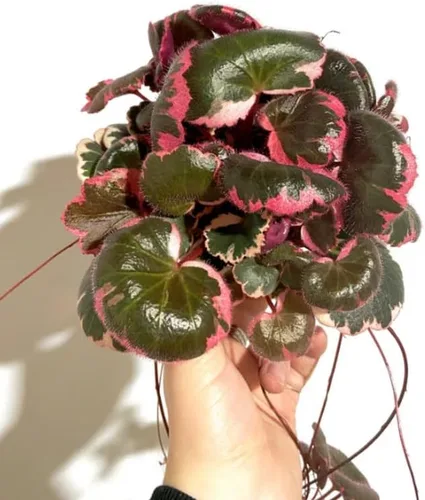 Vista 2 de Planta viva de begonia abigarrada, maceta de 2.5 pulgadas