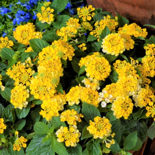 Vista 6 de 2 plantas Lantana vivas, en maceta, color rosa brillante, plantas vivas para plantar al aire libre, plantas Lantana arrastradas, planta Lantana