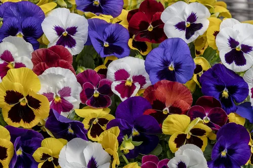 Vista 5 de Flores Viola Swiss Giant Mix - 80 Semillas