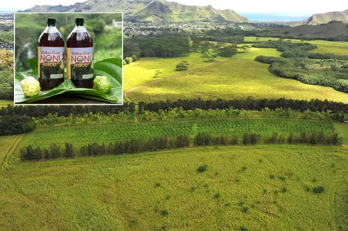 Vista 5 de Wailua River Noni Juice - Jugo de noni hawaiano 100% orgánico auténtico - Certificado orgánico USDA - Cultivado en la isla de Kauai - 2 cuartos