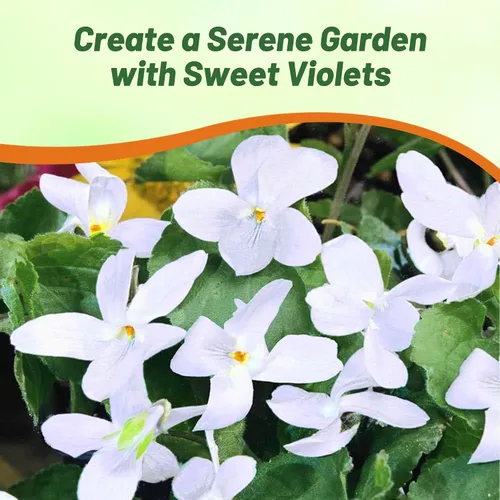 Vista 5 de Outsidepride Reine De Neiges - Semillas de violeta dulce para plantar, 100 piezas de semillas de viola perennes, compactas y aptas