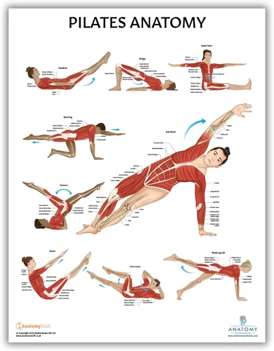 Vista 6 de Anatomy Lab Póster muscular, esquelético, yoga, estiramiento y pilates, anatomía y fisiología – Paquete de 5 LAMINADO 17.3 x 22.5 pulgadas, tabla