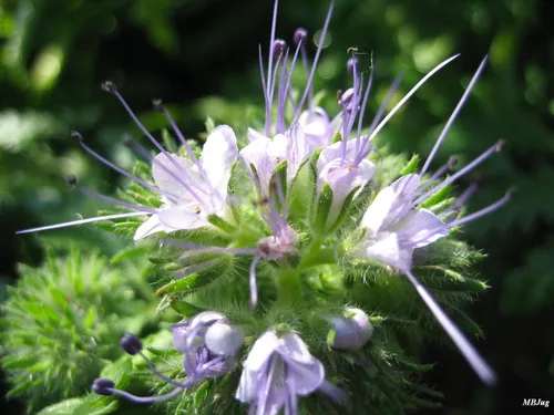 Vista 3 de Sage Herb 125 Semillas (Salvia officinalis) Heirloom - Sin OMG - Polinizado abierto