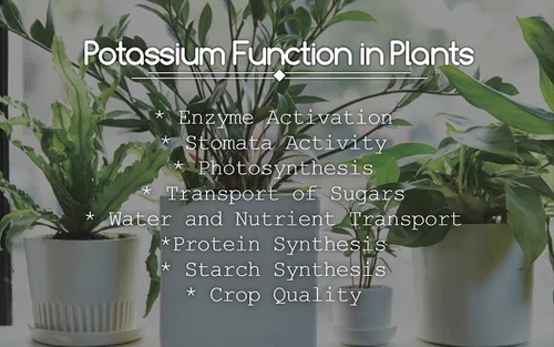 Vista 2 de Greenway Biotech, Inc. Fertilizante de cloruro de potasio 0-0-62 - Muriato de potasa 100% soluble en agua - Mejora los fertilizantes