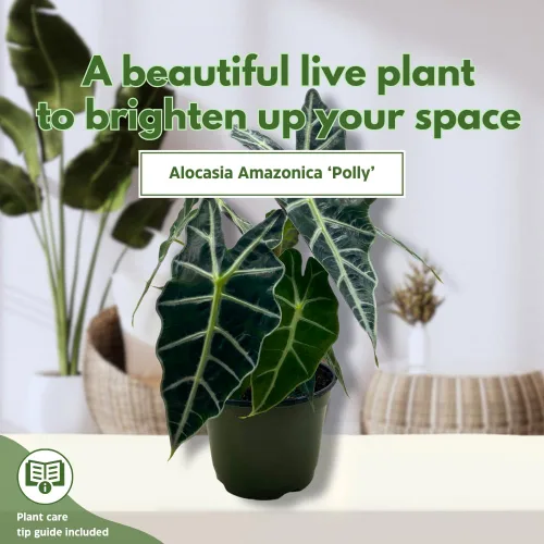 Vista 3 de BubbleBlooms Alocasia Polly Máscara africana Amazonica en maceta de 6 pulgadas