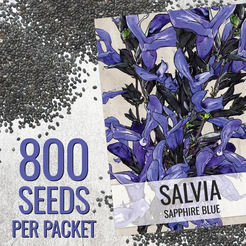 Vista 3 de Seed Needs Semillas de salvia de zafiro para plantar flores de salvia azul, 2 paquetes