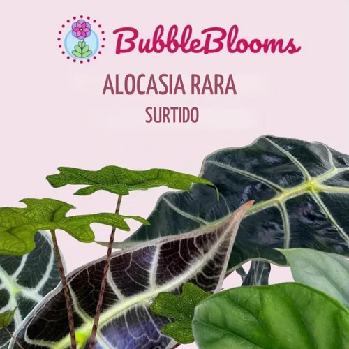 Vista 2 de BubbleBlooms Surtido de Alocasia rara, juego de 4 unidades, 2 pulgadas, Jewel, Jacklyn, Cuprea Pixie Plantas
