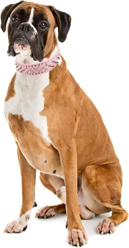 Vista 6 de Collar ajustable de piel sintética con tachuelas y clavos para perro, de 5 cm de ancho, 43 clavos (Talla L (cuello 53 cm-61 cm), Rosa)