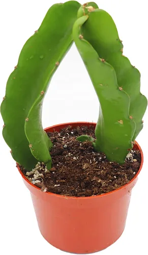 Vista 2 de Planta de fruta del dragón - Maceta de 4" de California Tropicals