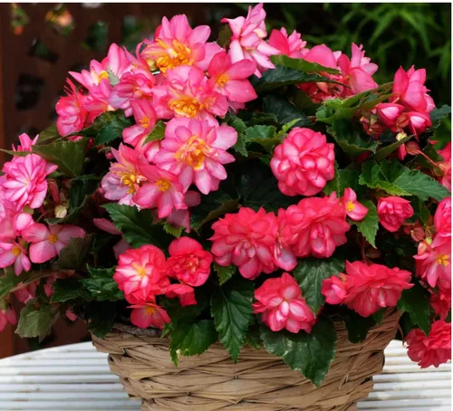Vista 4 de Más de 100 semillas de flores de begonia rosa sin parar, ornamentales fáciles de cultivar semillas de flores