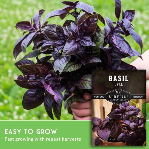 Vista 3 de Semillas de albahaca de ópalo para plantar, variedad de púrpura oscuro con hojas casi negras, variedad única de semillas de hierbas, reliquia