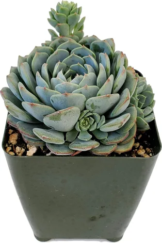 Vista 17 de Fat Plants San Diego Live Echeveria Planta Suculenta Híbrida, Lola