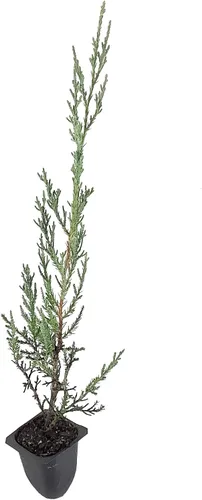 Vista 2 de Juniper Burkii - 10 árboles vivos - Juniperus Virginiana - Cribado de cedro rojo de hoja perenne
