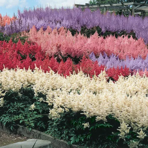 Vista 4 de 1000 semillas mixtas de astilbe tolerantes a la sombra perenne, para plantar flores vibrantes en áreas húmedas y bordes de jardín polinizadores