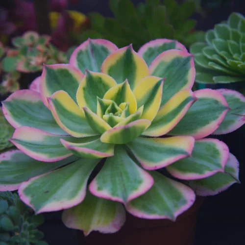 Vista 3 de Aeonium Suculents Plant Live, planta de eonio amarillo, rosa, verde, planta de interior viva, 4 en maceta
