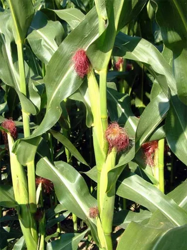 Vista 3 de 50 granos de maíz pop - Zea mays everta (cultivados orgánicamente)