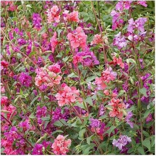 Vista 2 de Everwilde Farms - Semillas de flores silvestres nativas de Clarkia de 1 onza - Gold Vault