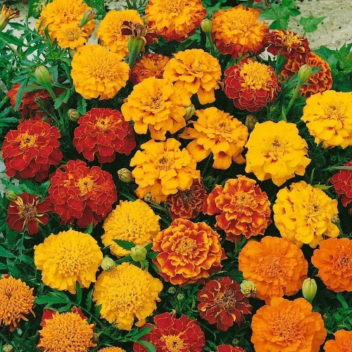 Vista 4 de Más de 1500 semillas mixtas de caléndula para plantar, semillas de caléndula africana, caléndula francesa, sin OMG, flor de jardín para plantar