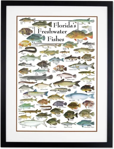 Vista 4 de Earth Sky + Water - Peces de agua dulce de la Florida - Póster Blanco