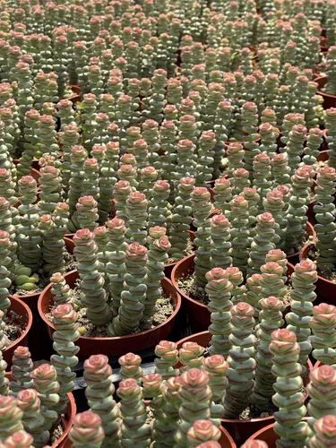 Vista 3 de The Succulent Cult - Collar de bebé de Crassula de 4 pulgadas, plantas suculentas raras totalmente arraigadas en suelo suculento, planta de casa