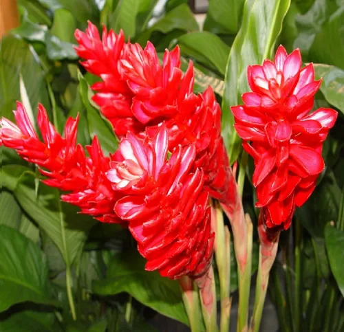 Vista 4 de Raíz de planta de jengibre rojo hawaiano ~ Grow Hawaii