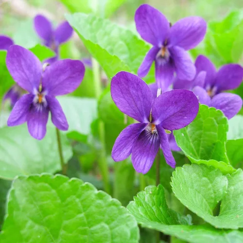 Vista 6 de Más de 300 semillas de flores perennes de violeta dulce para plantar al aire libre reliquia sin OMG