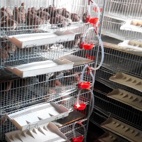 Vista 3 de 12 tazas de agua de codorniz para palomas, bebedero automático para pájaros para jaula, cría de aves de corral (rojo)