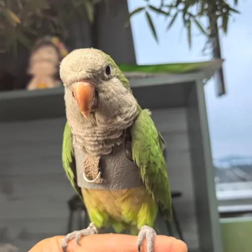 Vista 4 de Chaleco de arnés de vuelo de pájaro, traje de vuelo de loro con correa para periquitos, cacatúas, conures budgies, ropa de vuelo de pájaros