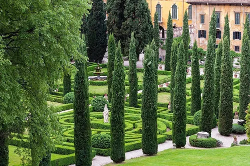 Vista 5 de Florida Foliage Árbol de ciprés italiano 40 plántulas vivas Cupressus Sempervirens Plantas formales elegantes de estilo mediterráneo, verde