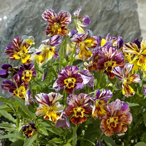Vista 7 de Eden Brothers Johnny Jump Up Seeds