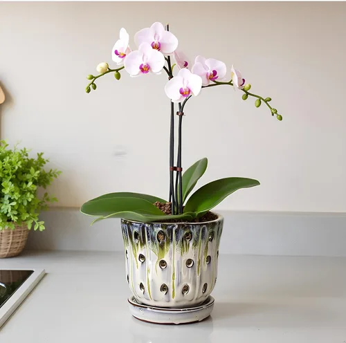 Vista 2 de Macetas para Orquídeas de 4.9 pulgadas Macetas Redondas de Cerámica para Orquídeas con Agujeros Juego de 2 (Azul Cielo+Blanco con Verde Limón)