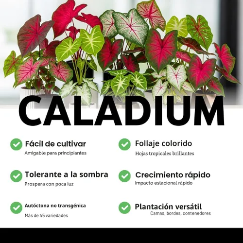 Vista 7 de Bulbos de Caladium Scarlet Arrow para Plantar - Excelentes Plantas de Interior (6 Bulbos)